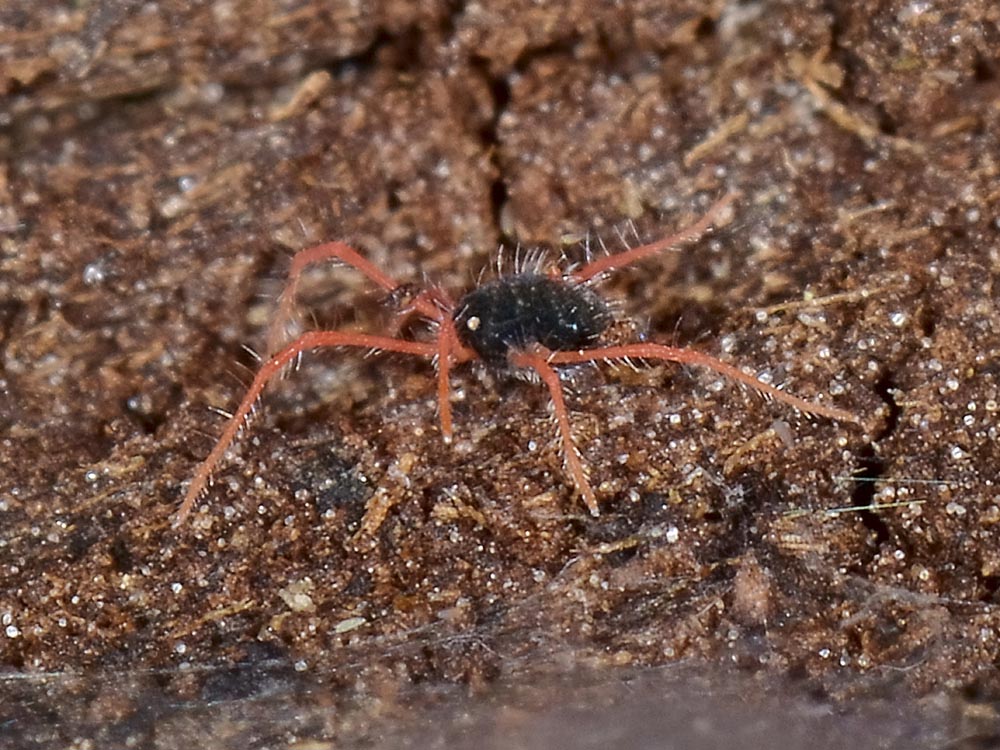 Penthaleidae: probabile Halotydeus sp.